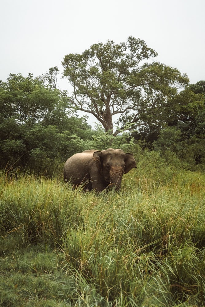 Éléphants du Sri Lanka