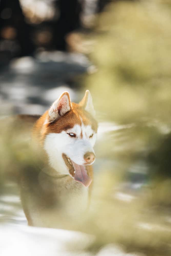 faire du chien de traineau vers Barcelonnette