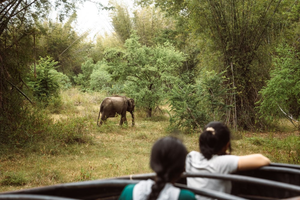 où faire un safari au Sri Lanka