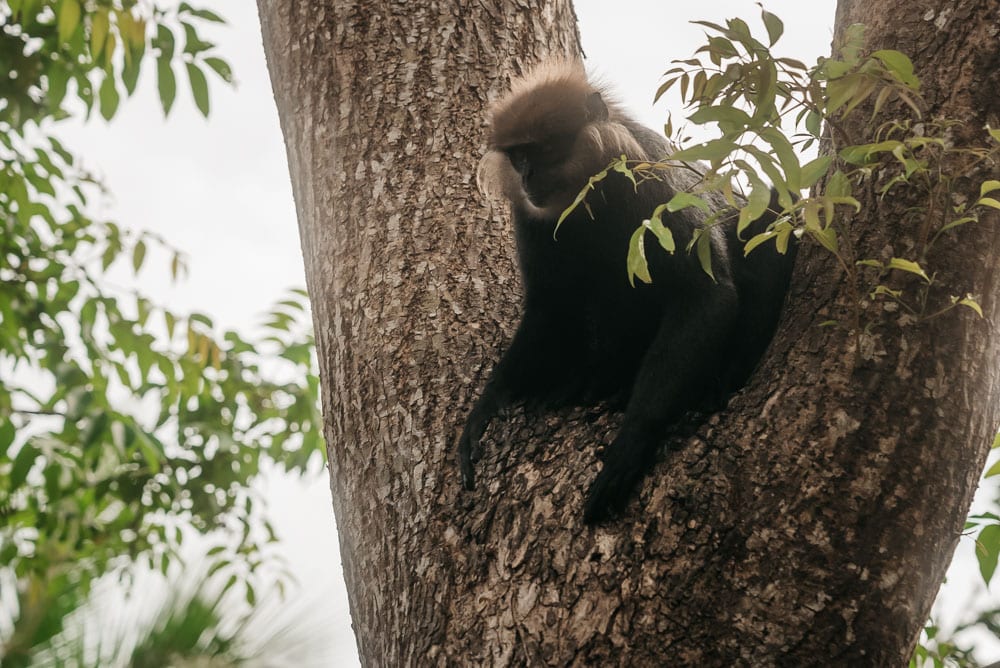 où voir des animaux au Sri Lanka sur la côte Est