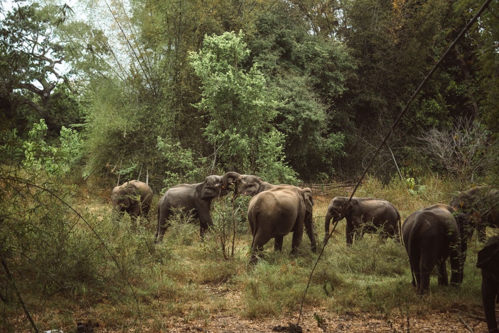 ou voir des éléphants au Sri Lanka