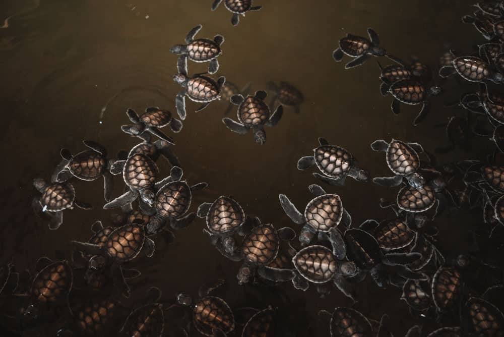 relâcher des bébés tortues au Sri Lanka