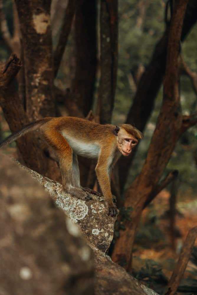 singe du Sri Lanka