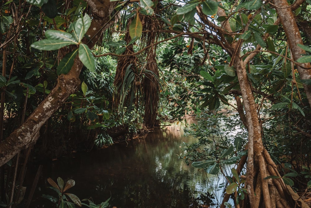 visiter les mangroves du Sri Lanka