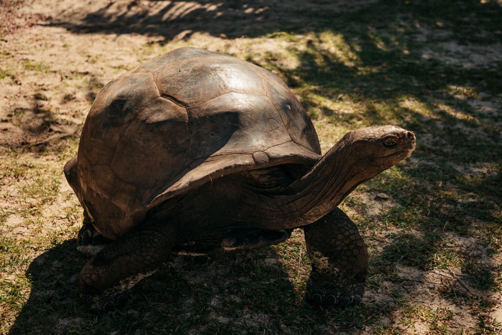voir des tortues géantes aux Seychelles
