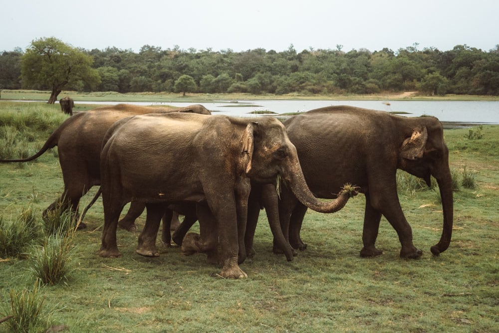 voir les éléphants sauvages de pres au Sri Lanka