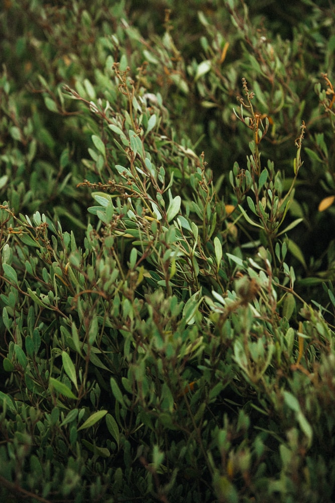 biodiversité de la Manche