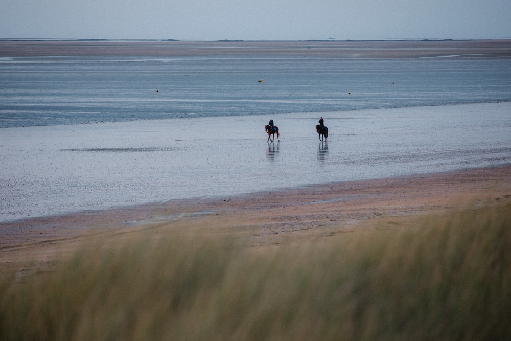 faire du cheval dans la Manche