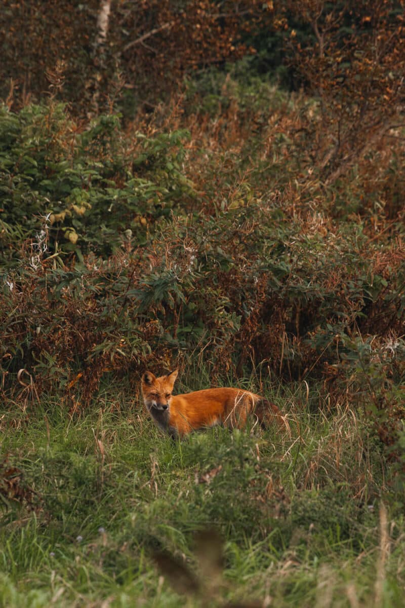 faune sauvage au Québec Maritime