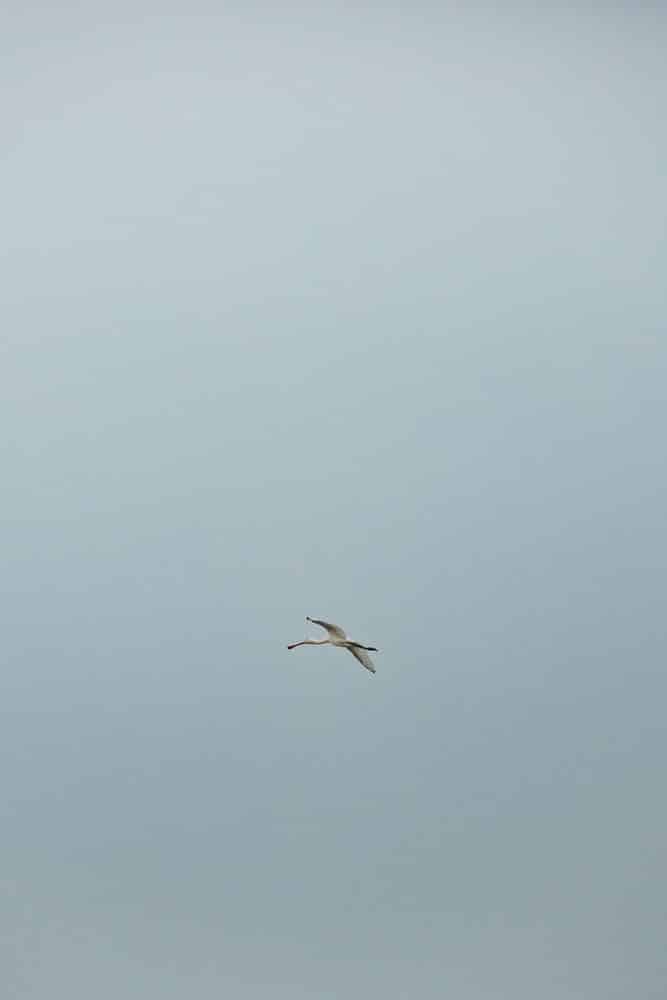 observer oiseaux Baie de Somme ?