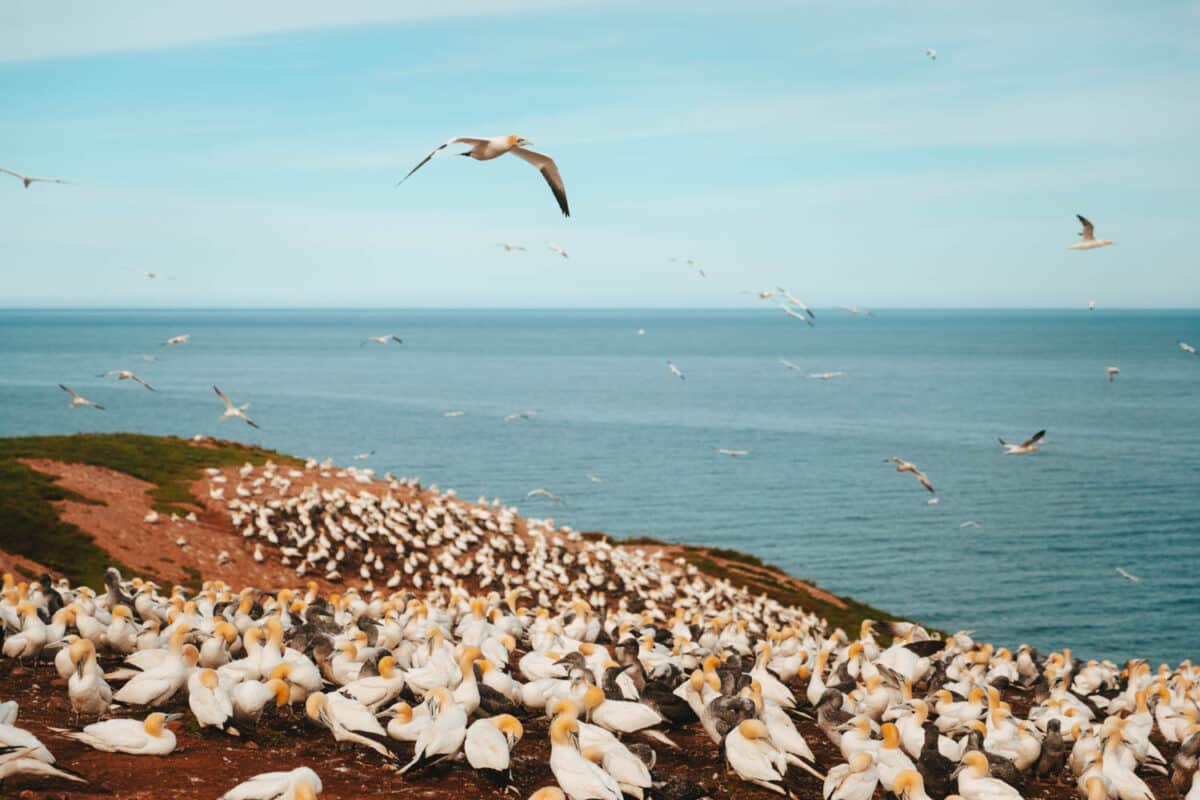 ou voir animaux sauvages Québec Maritime