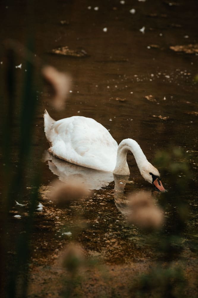 parc ornithologique dans la Somme