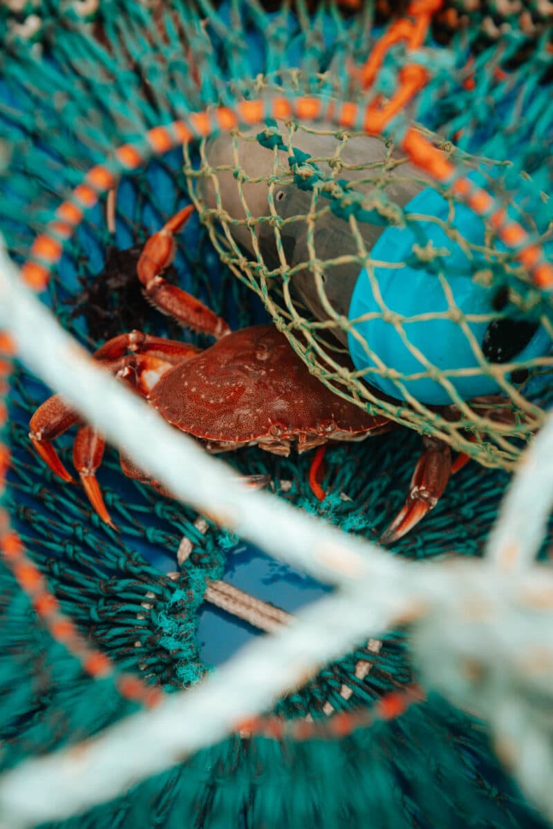 sortie en mer découverte fleuve Québec