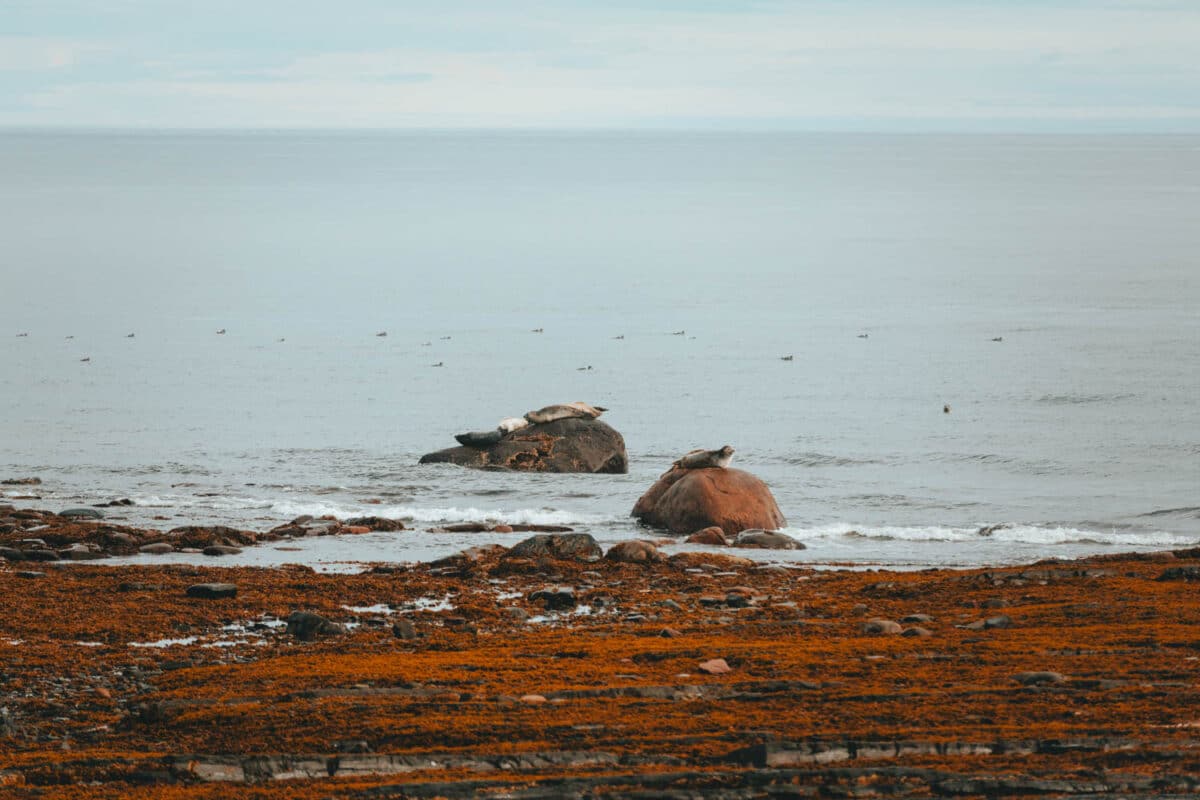 voir des phoques au Québec Maritime