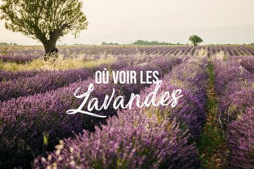 plus beaux champs lavandes blog