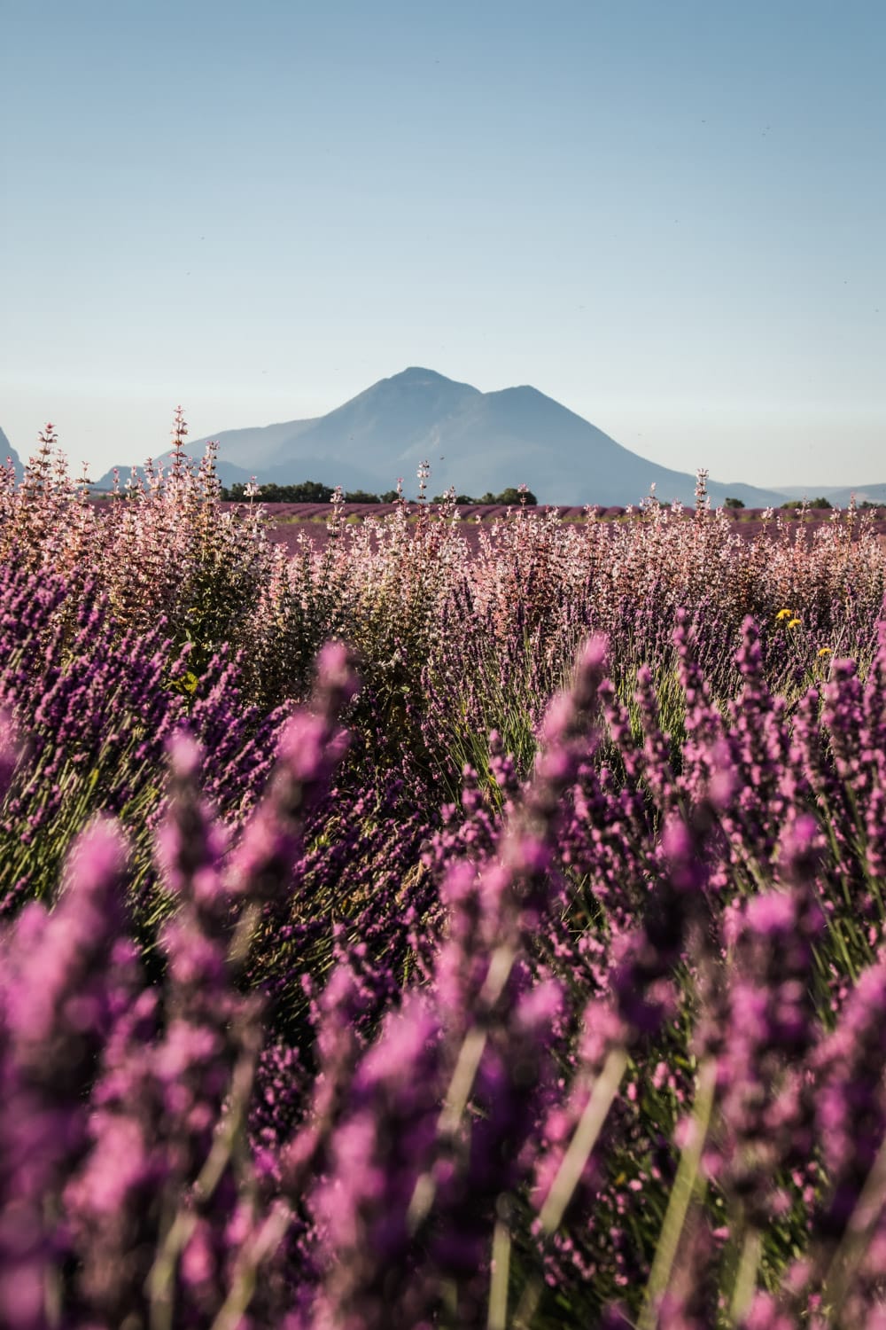 que faire Valensole blog voyage