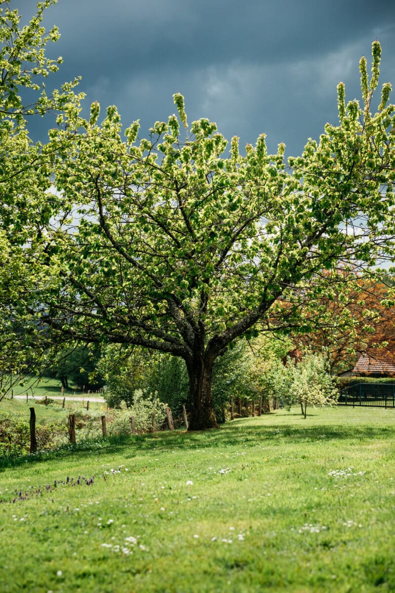 Pays de la cerise France