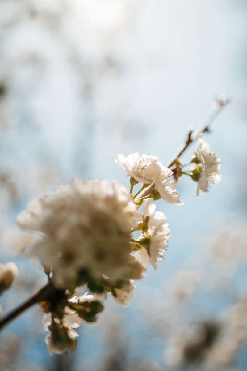 voir des champs de cerises à Luxeuil-les-Bains