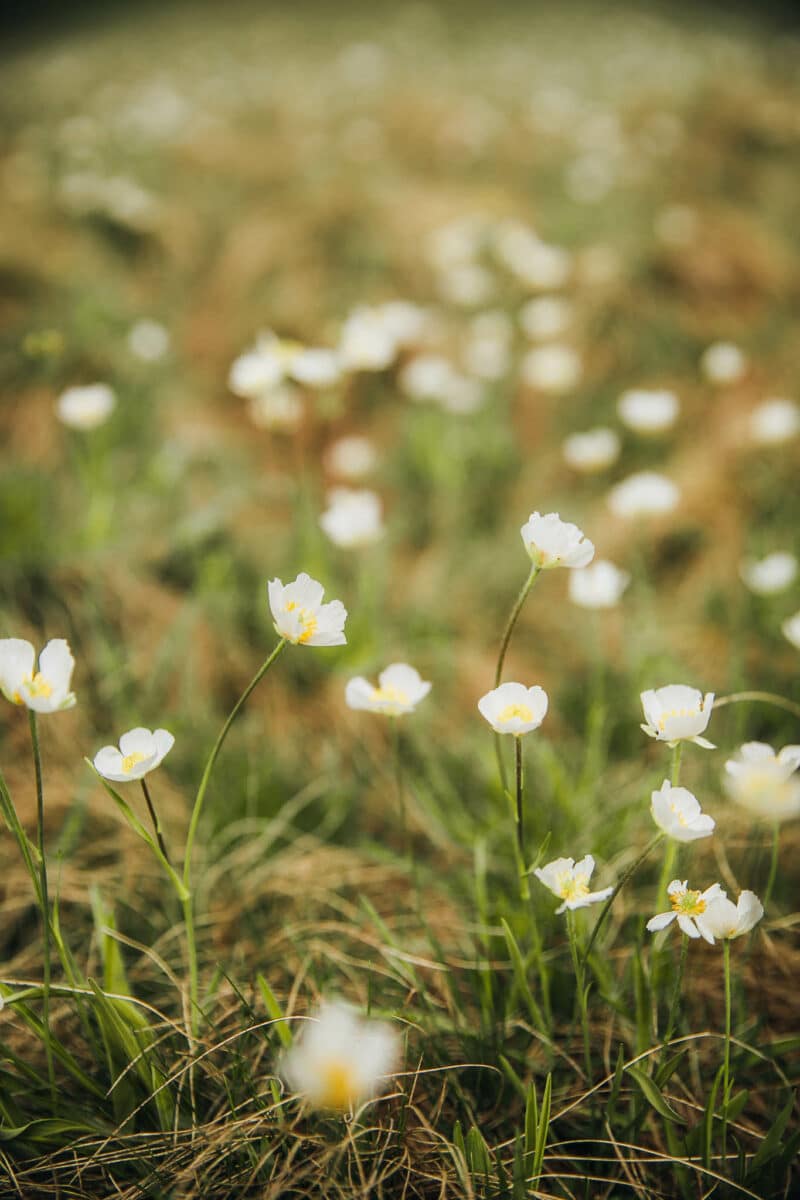 fleurs des Alpes
