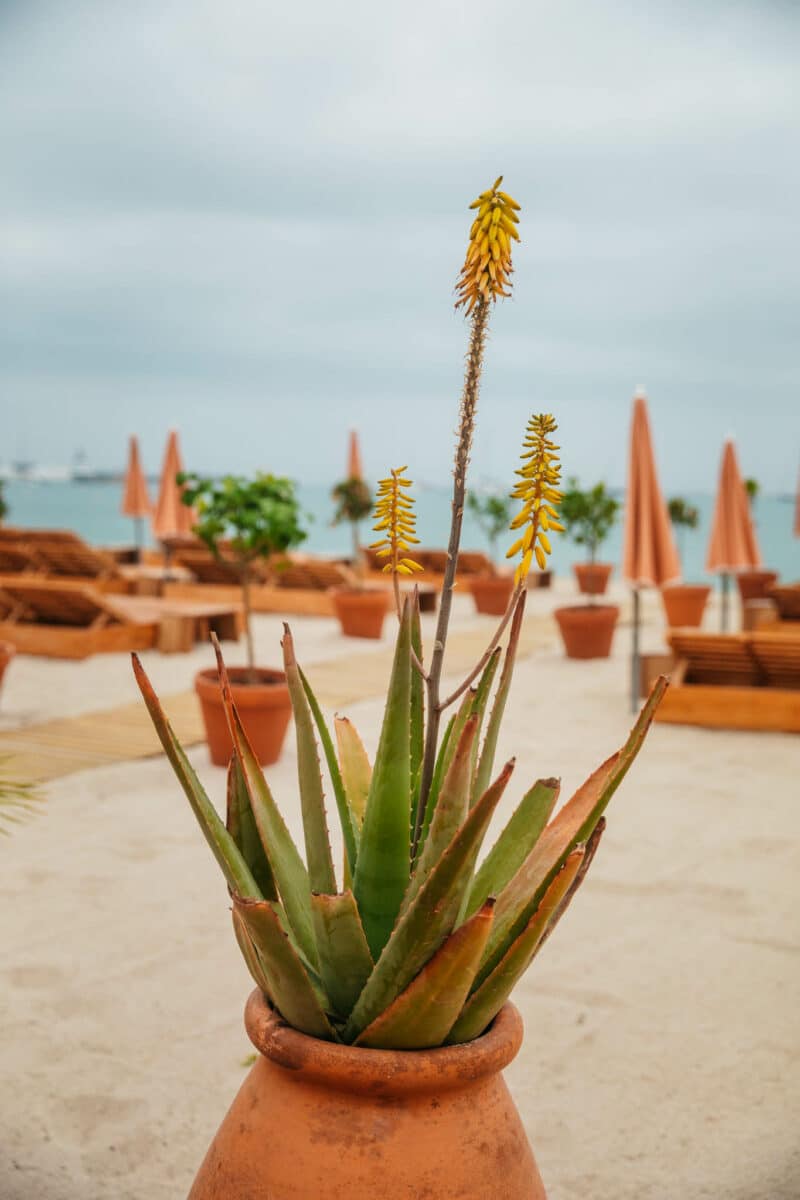restaurant avec transats à Cannes