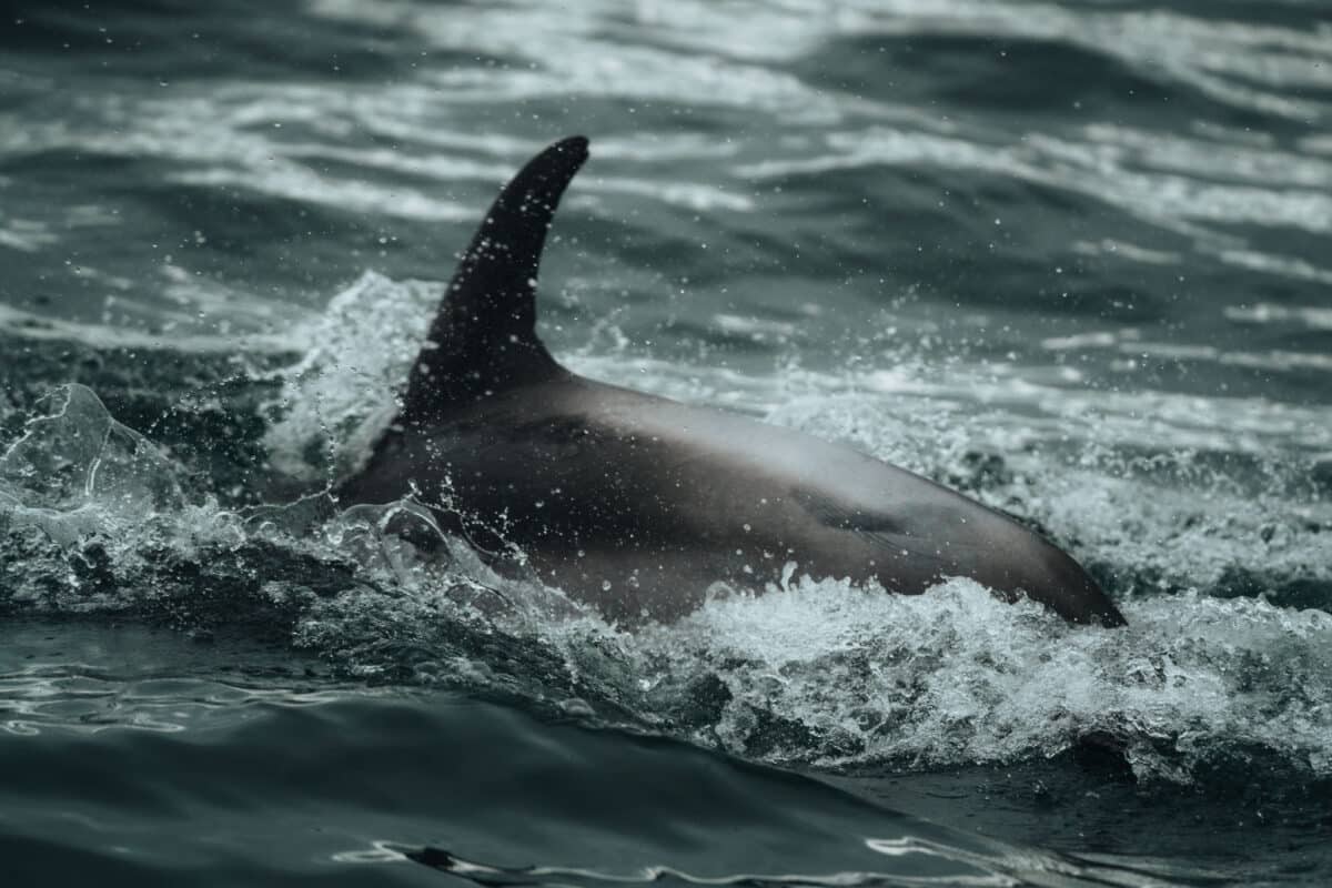 dauphins observation Islande