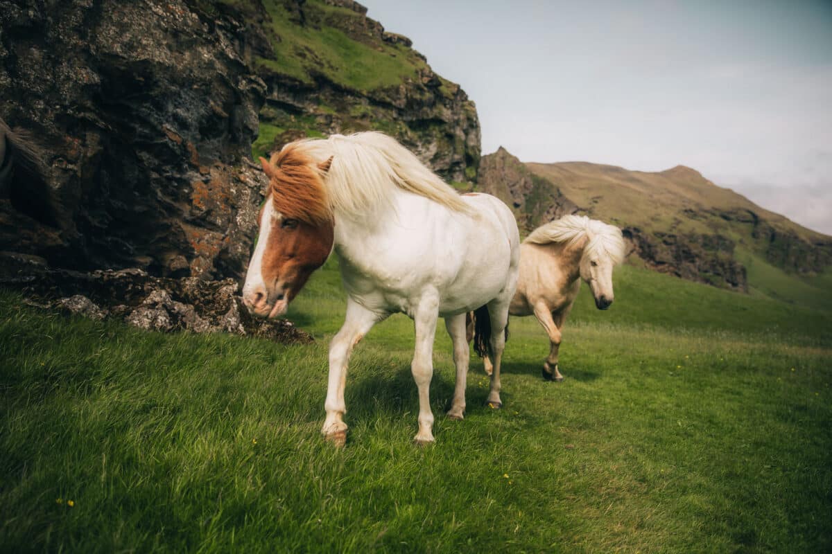 Road trip 4x4 Islande excursion à cheval