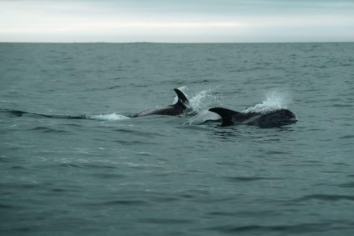 sortie en mer Islande pour voir baleines