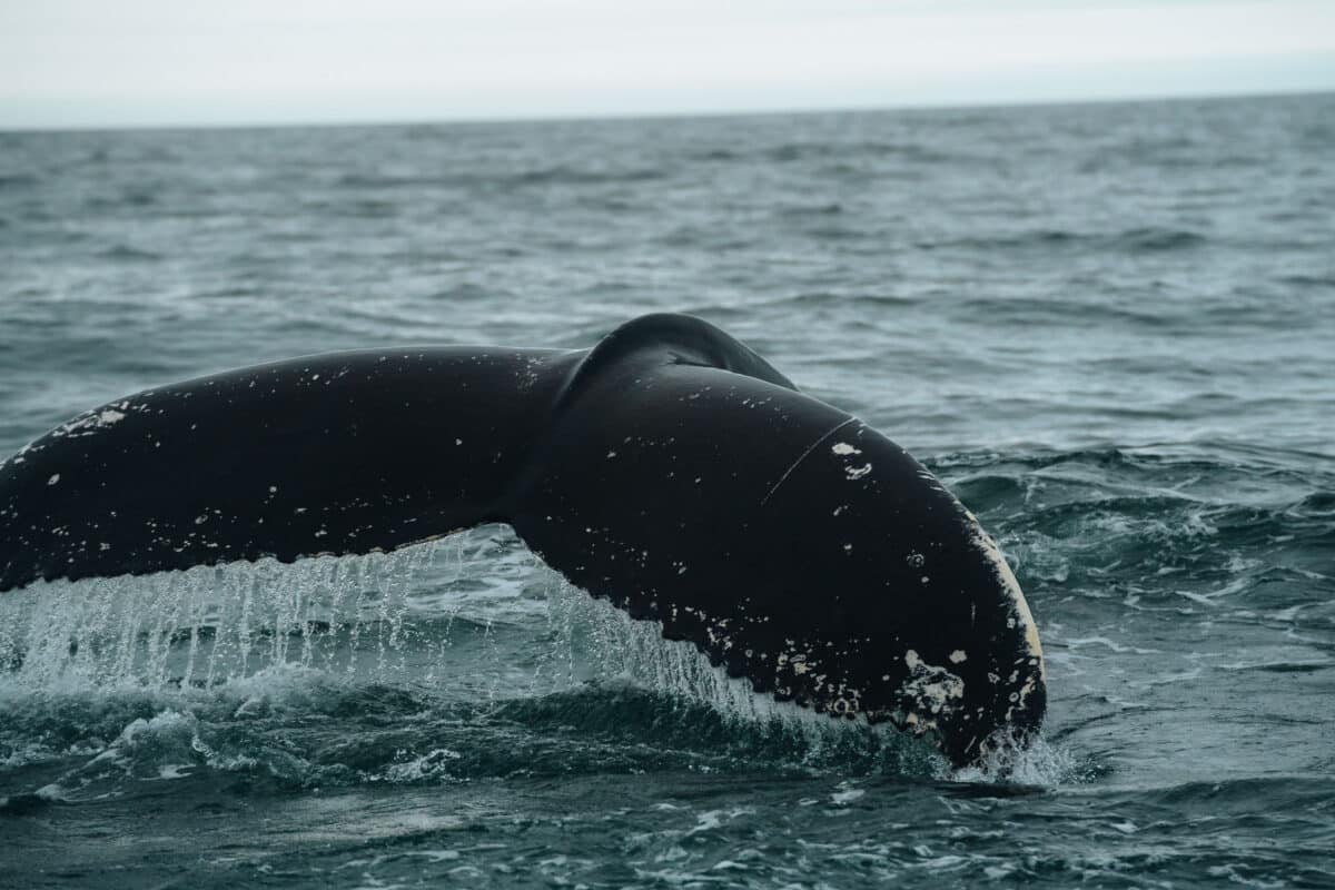 voir des baleines Husavik Islande