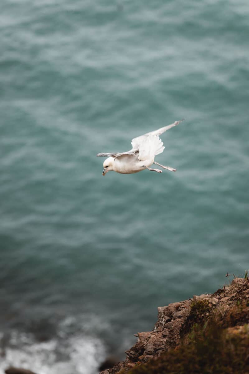 voir des oiseaux en Islande