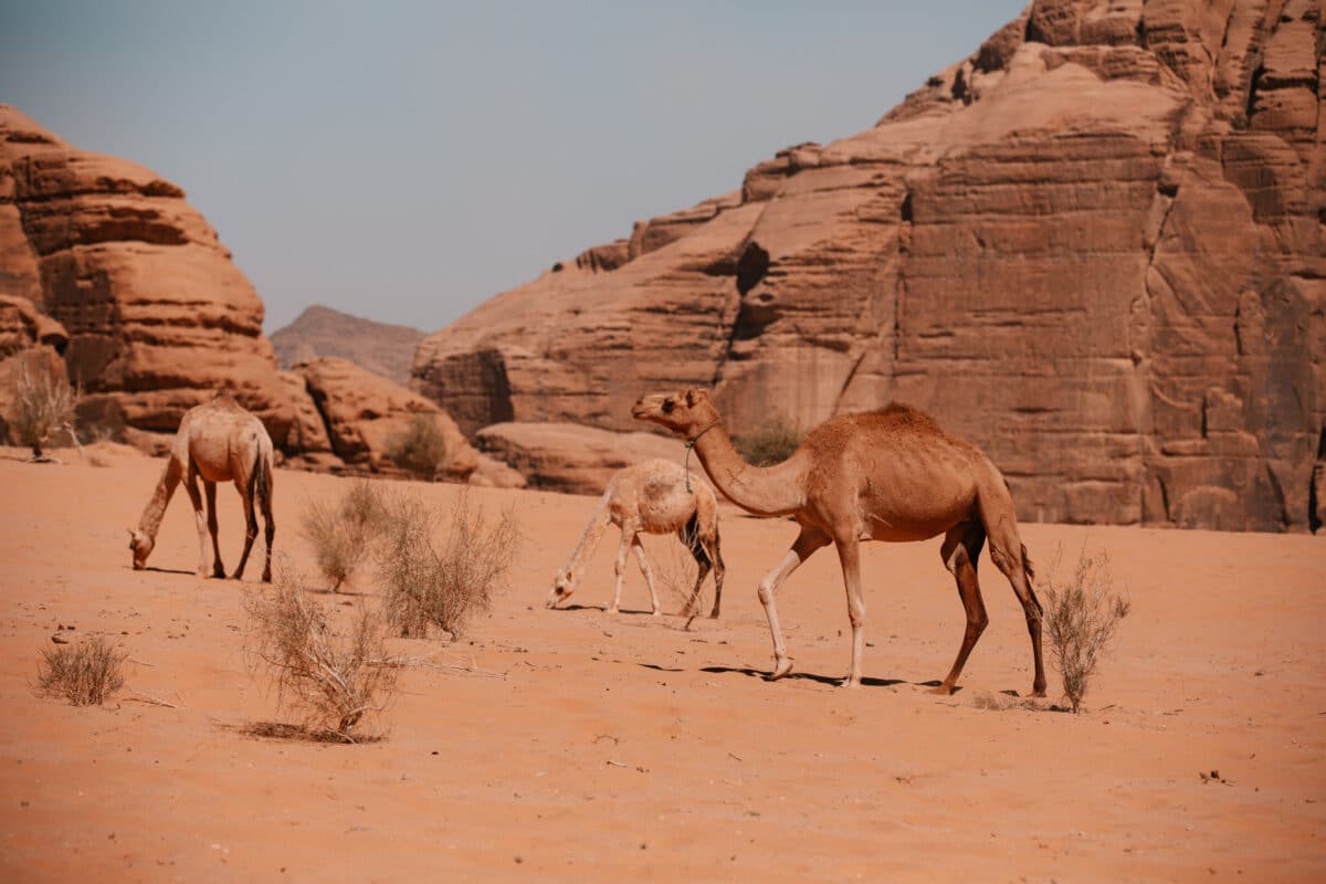 road trip Jordanie immersion dans le désert du Wadi Rum