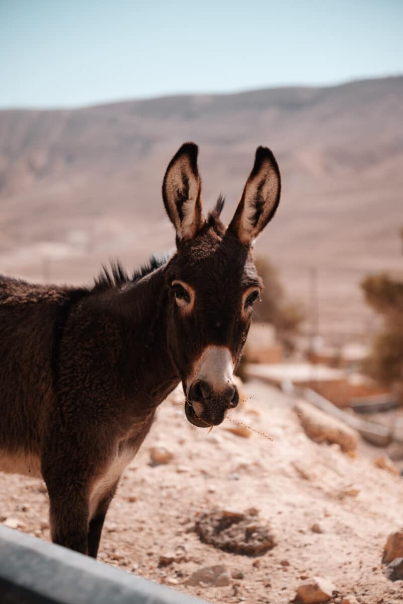 4x4 Travelbase sur les routes de Jordanie