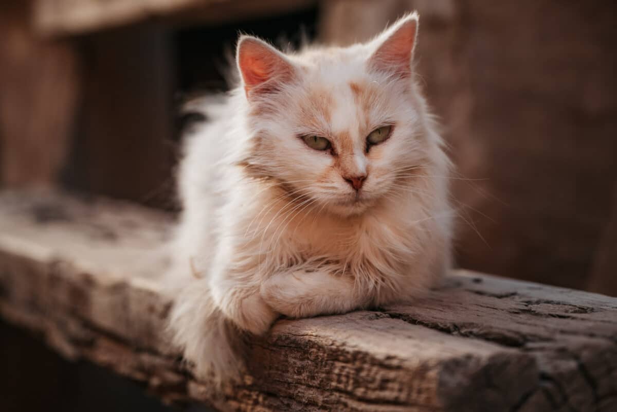 voyage en Jordanie avec Travelbase