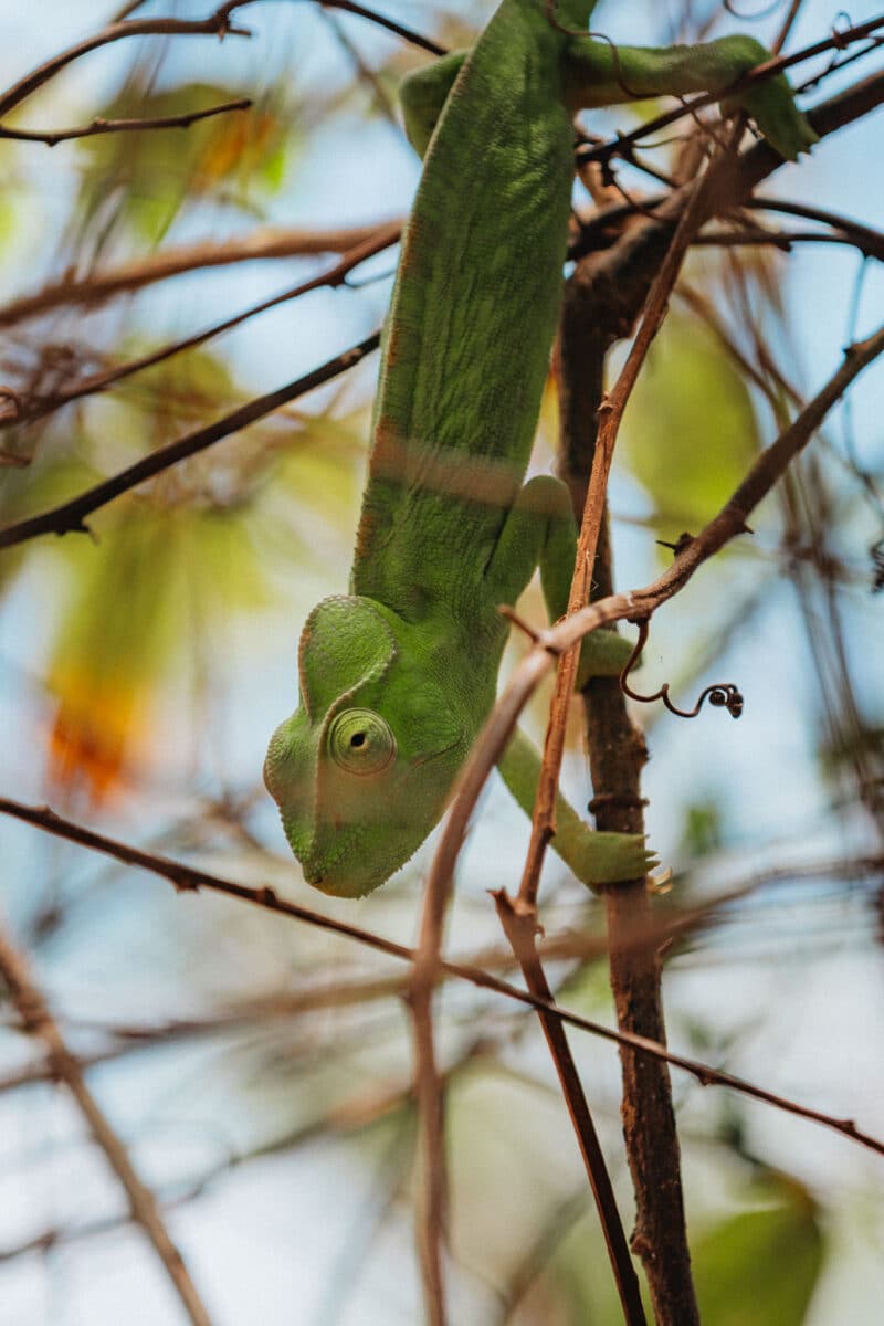 Caméléons de Madagascar