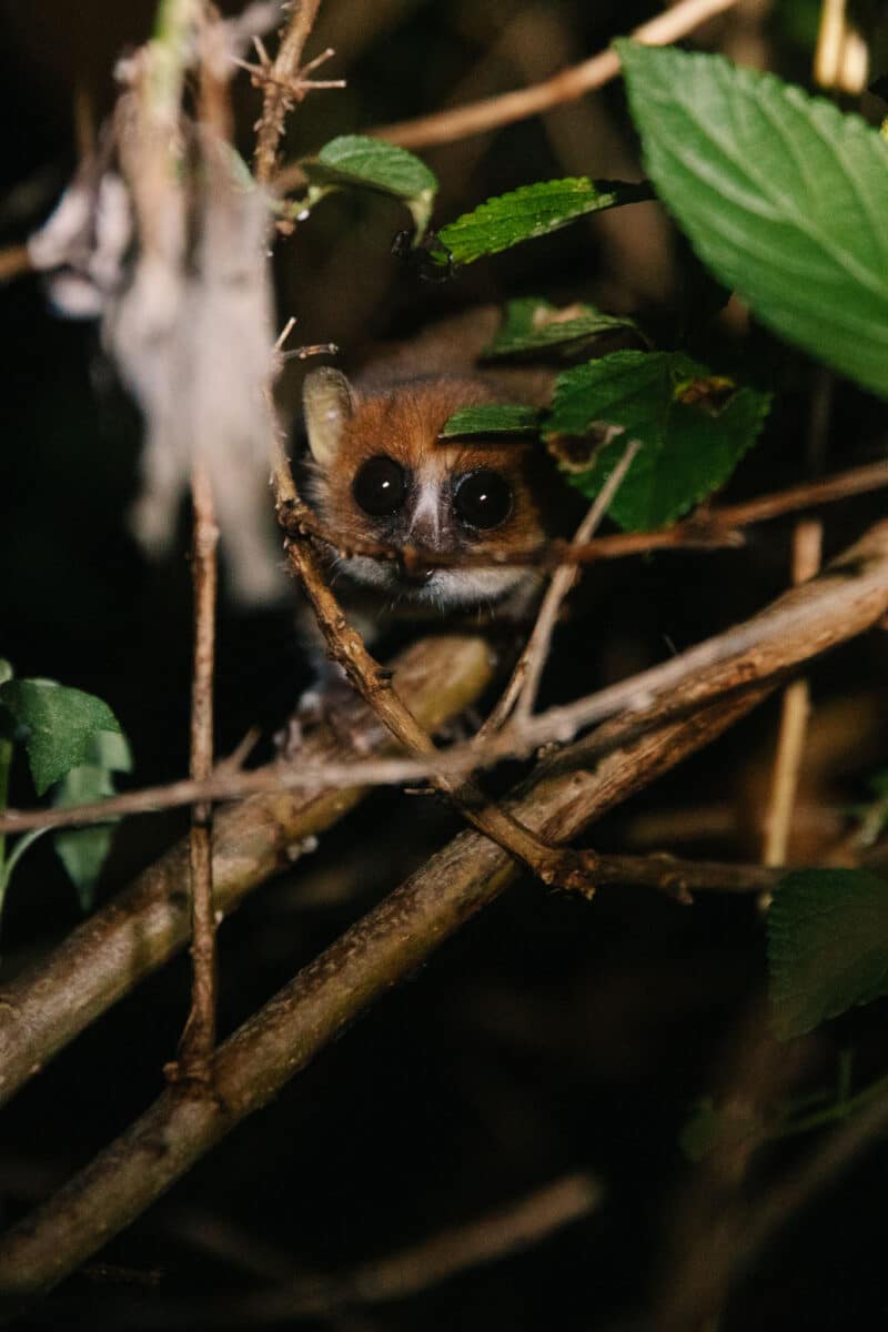 excursion de nuit Madagascar