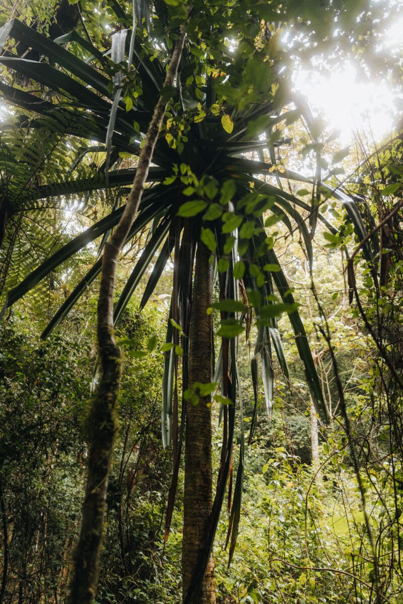 excursion forêt Madagascar