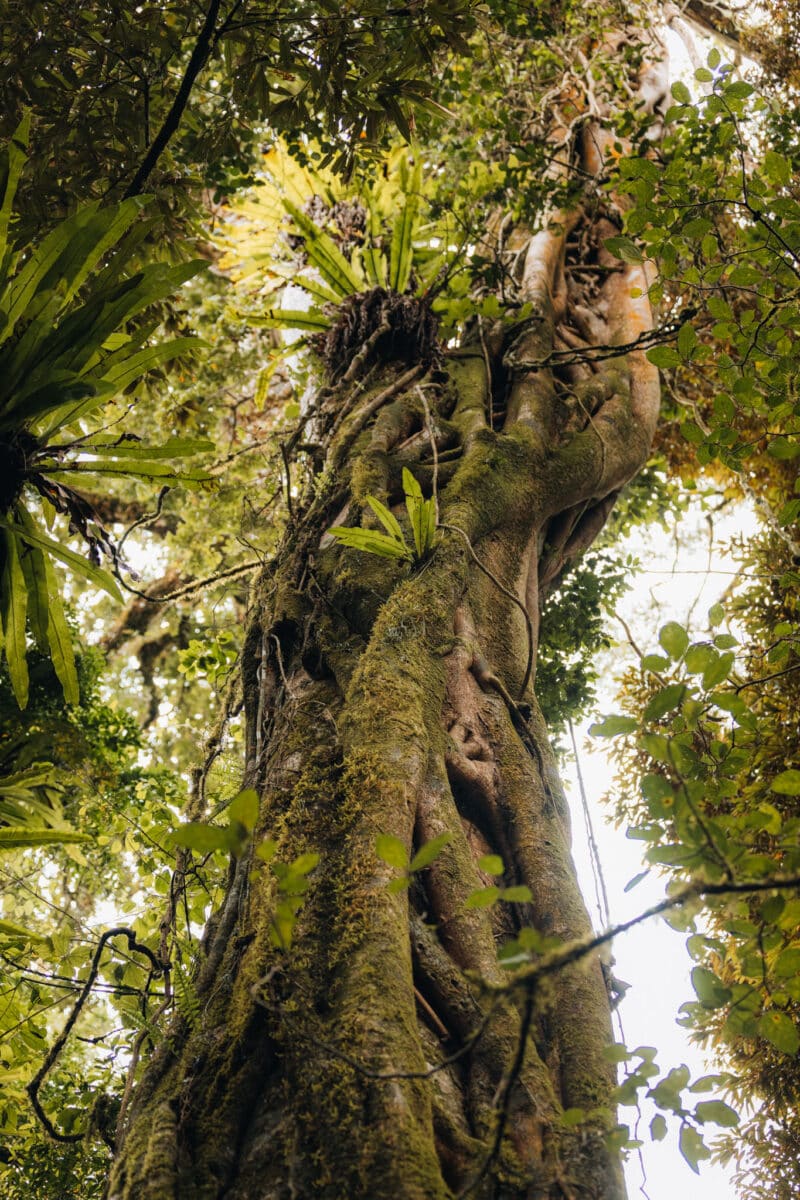 excursion montagne d'Ambre Madagascar
