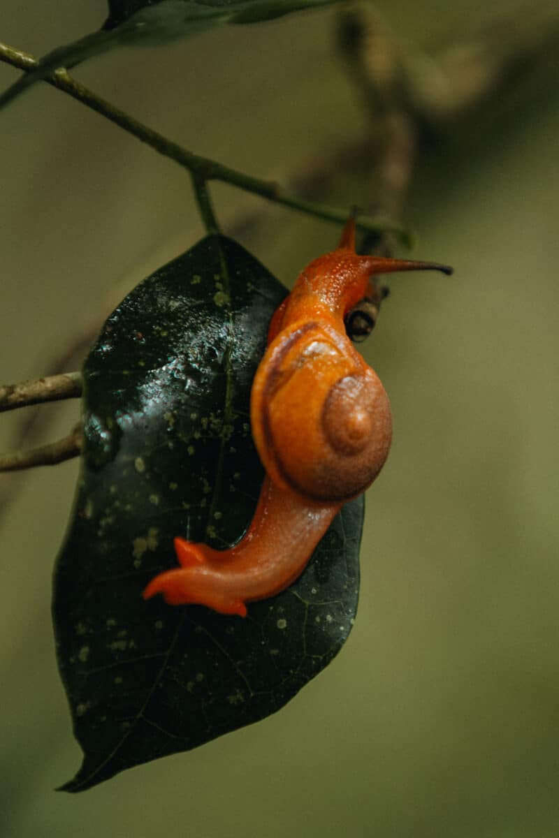 excursion nature Madagascar