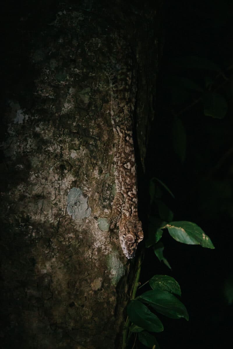 excursion night walk Madagascar