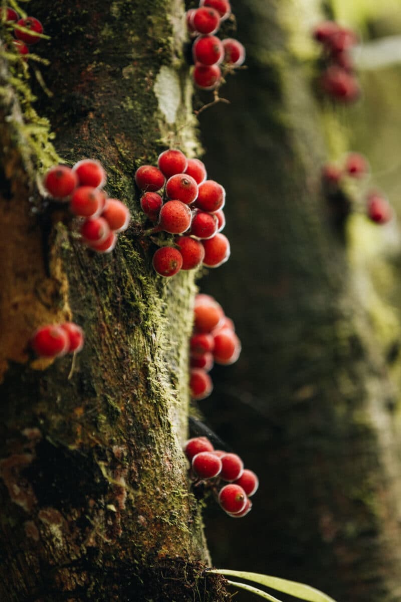 faune et flore montagne d'Ambre Madagascar
