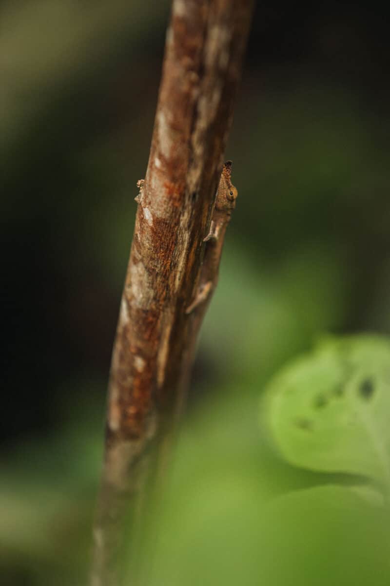 faune Amber Mountain Madagascar