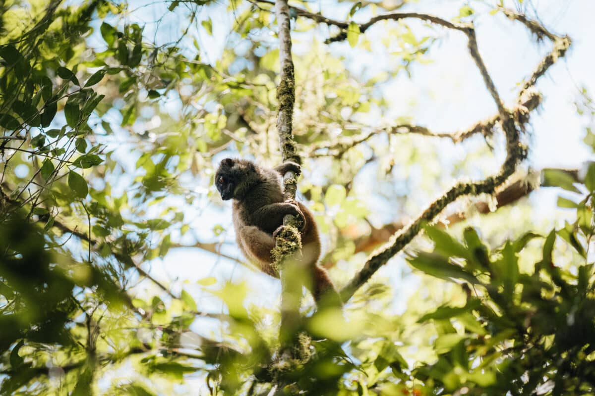 Lémuriens Madagascar Parc national de la Montagne d'Ambre