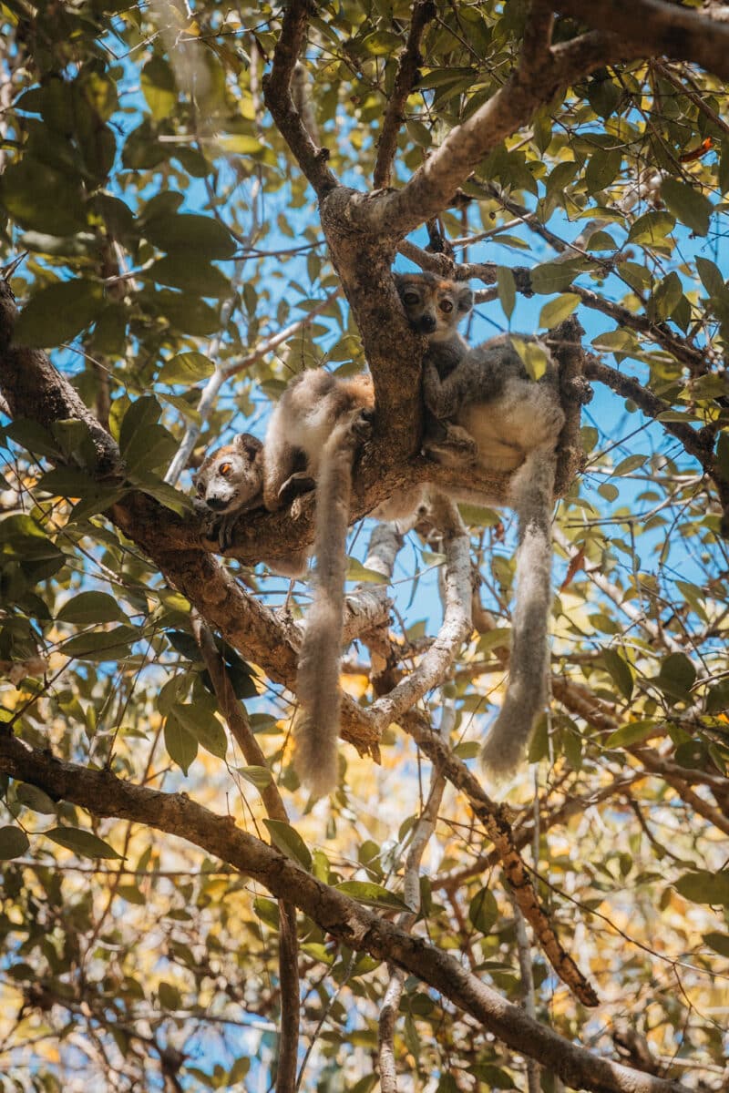 observer des lémuriens tsingy Madagascar