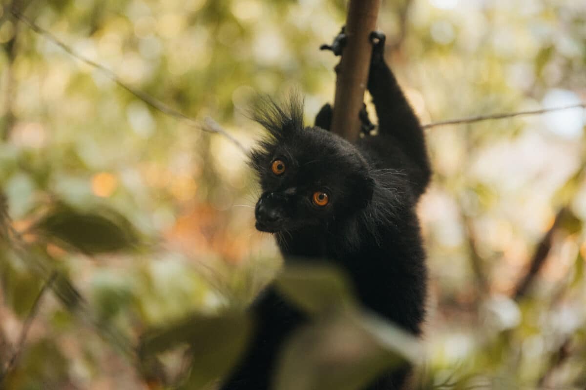que faire Nosy Be nord Madagascar