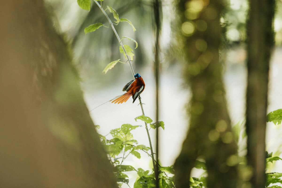 visite montagne Ambre Madagascar
