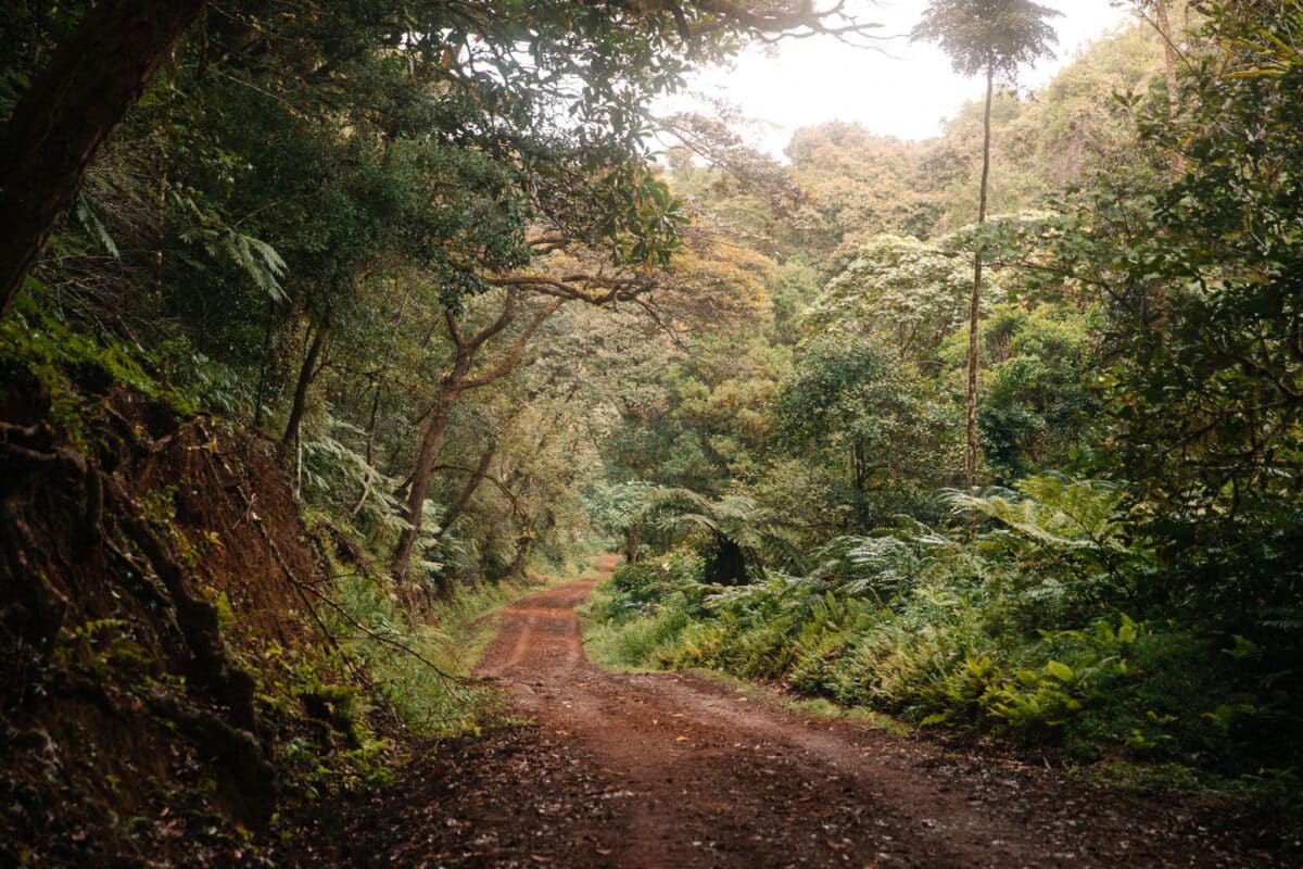 visiter montagne Ambre Madagascar