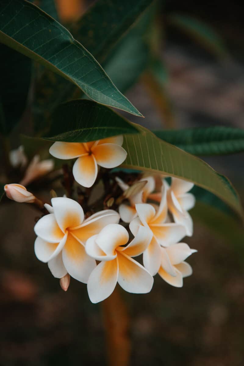 visiter parc naturel Madagascar