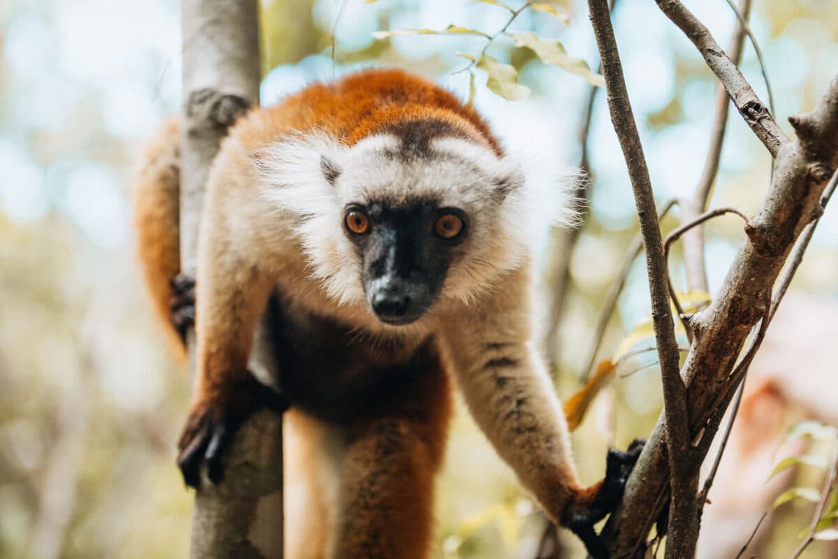visiter parc naturel Nosy Be Madagascar