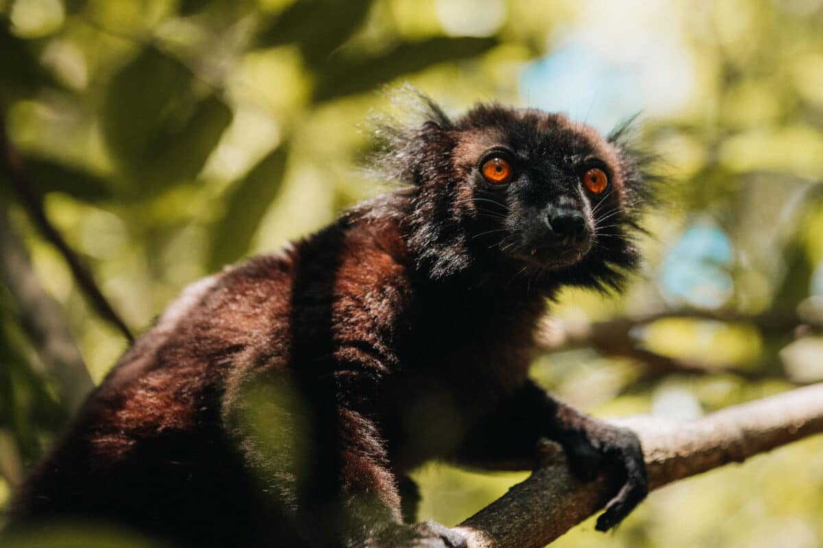 voir des lémuriens à Nosy Be