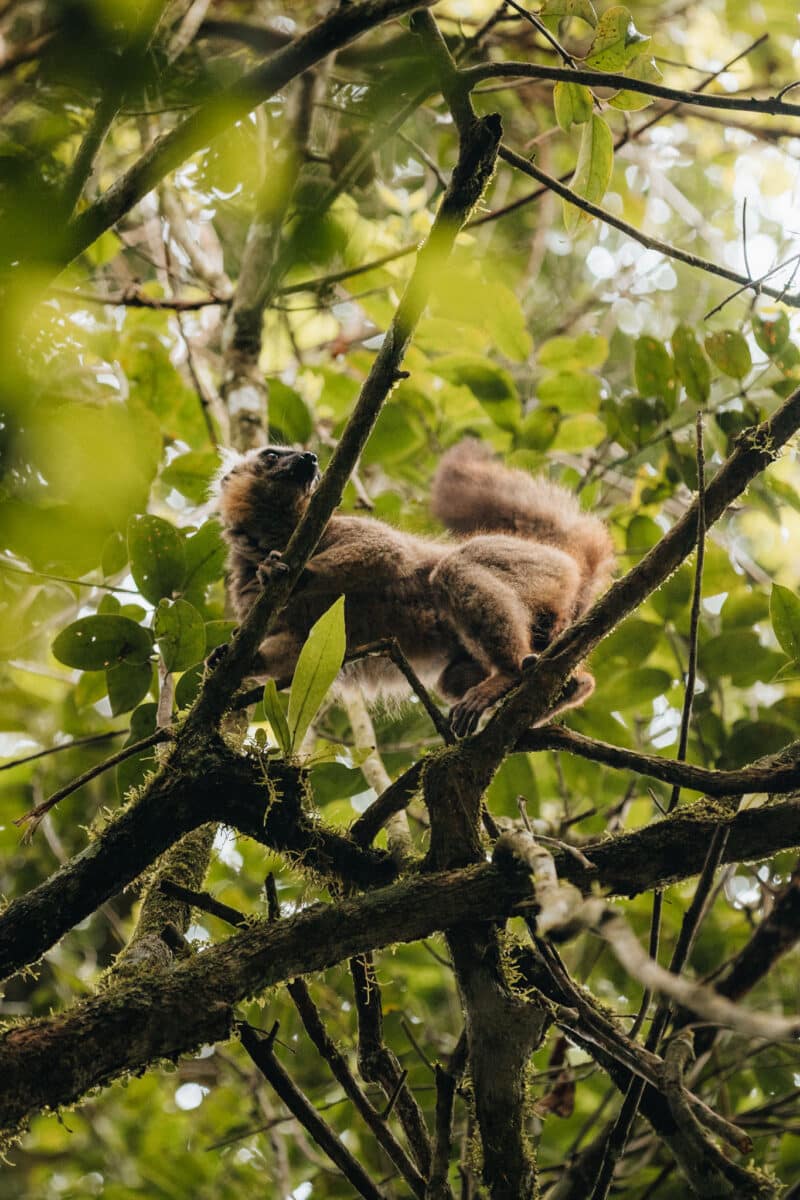 voir lémuriens montagne Ambre Madagascar