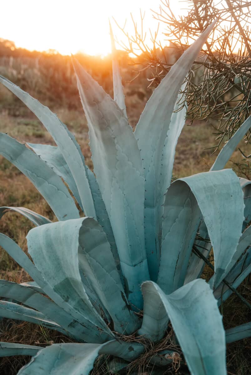 Gros plan sur un agave bleu au coucher du soleil